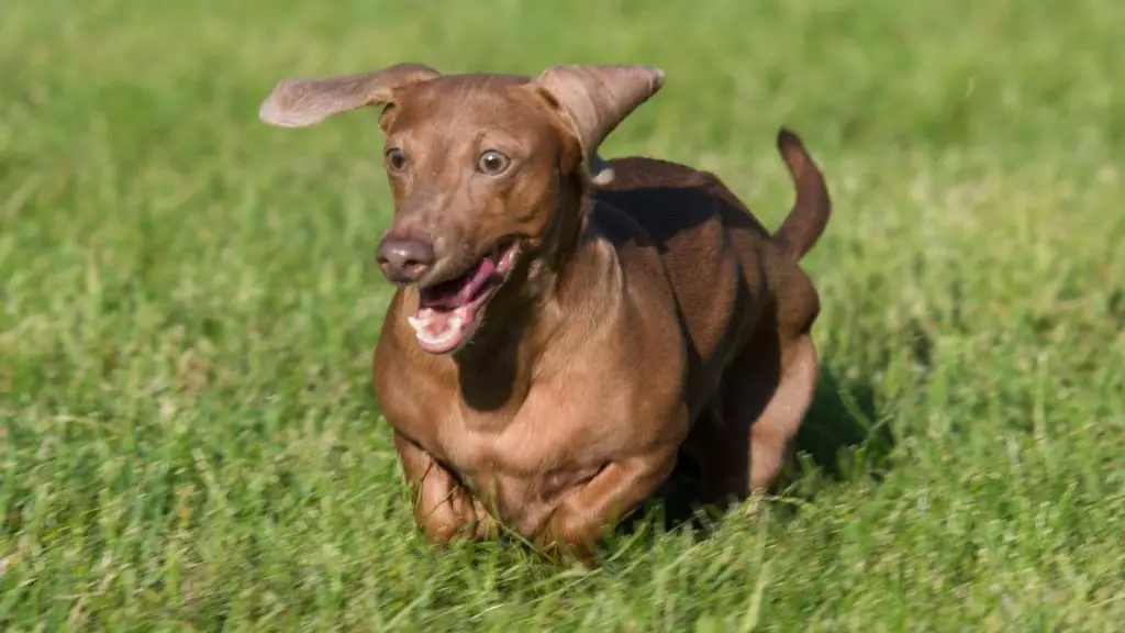 dachshund weight loss
