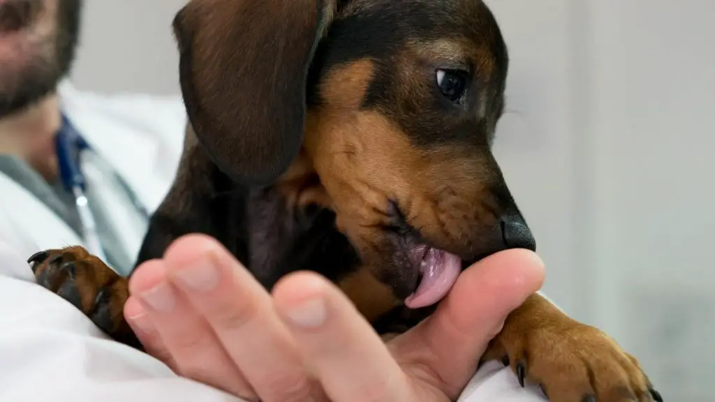 dachshunds showing affection with licks