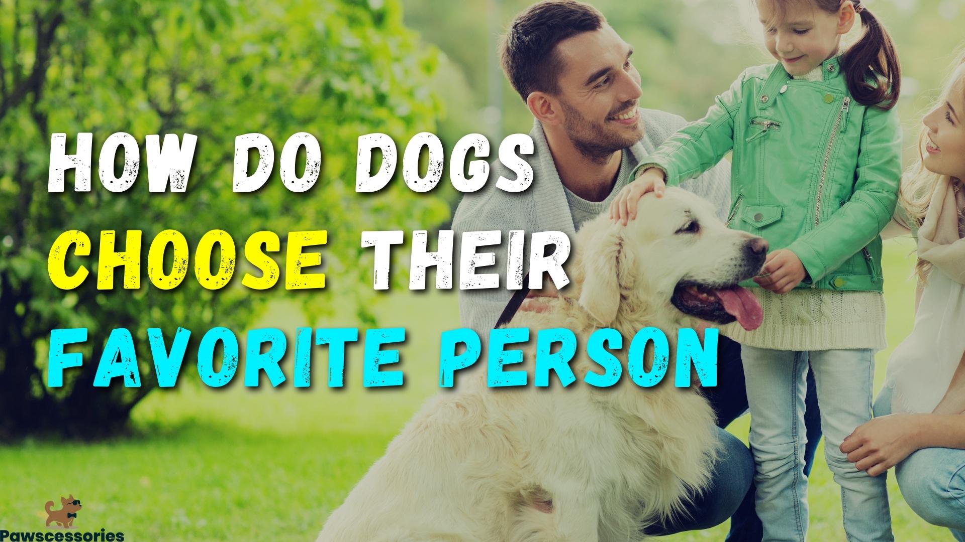 how do dogs choose their favorite person