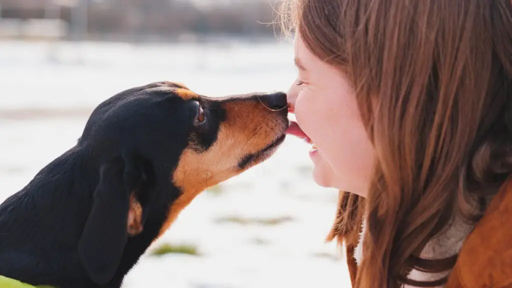 why do dachshunds lick so much
