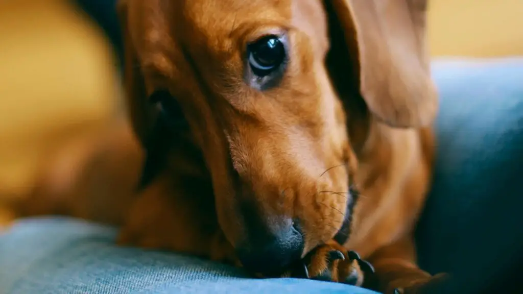 why do dachshunds lick so much
