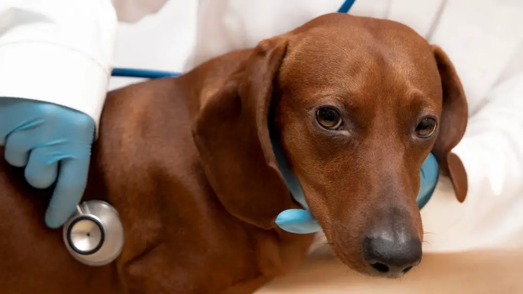 dachshunds shaking at vet hospital