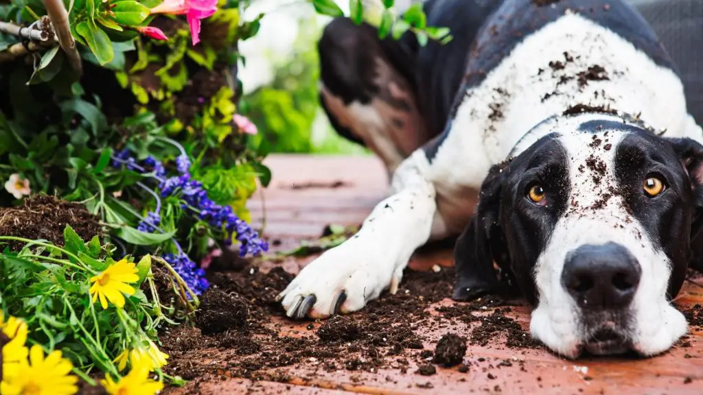 how to stop dog digging holes in the yard