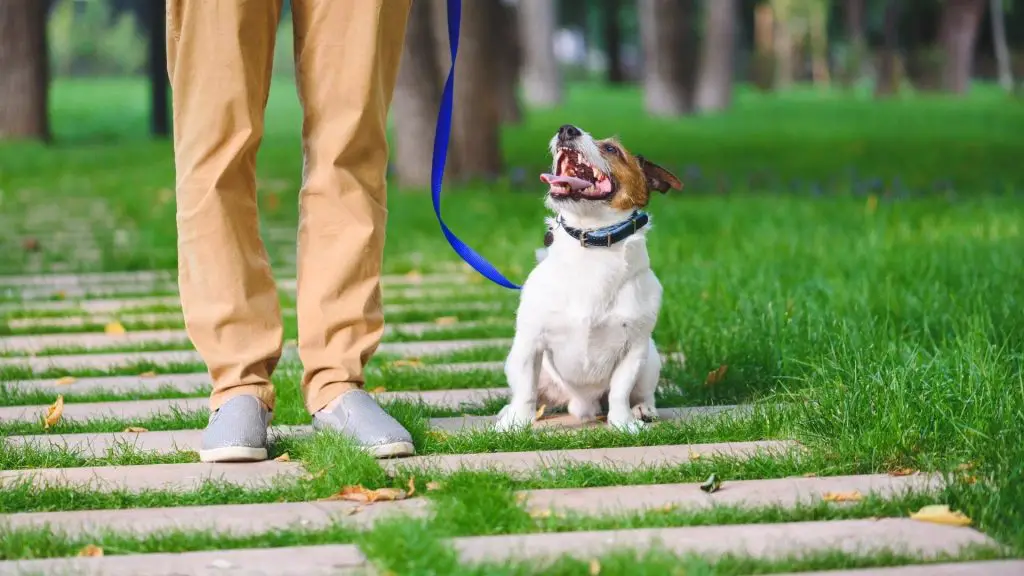 teaching puppy to walk on leash