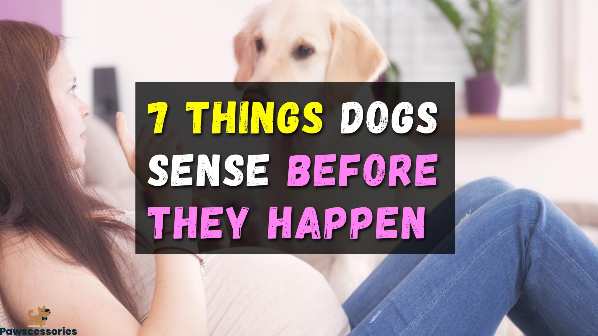 things dog can sense before they happen