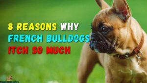 8 Reasons Why French Bulldogs Itch So Much + Helpful Tips