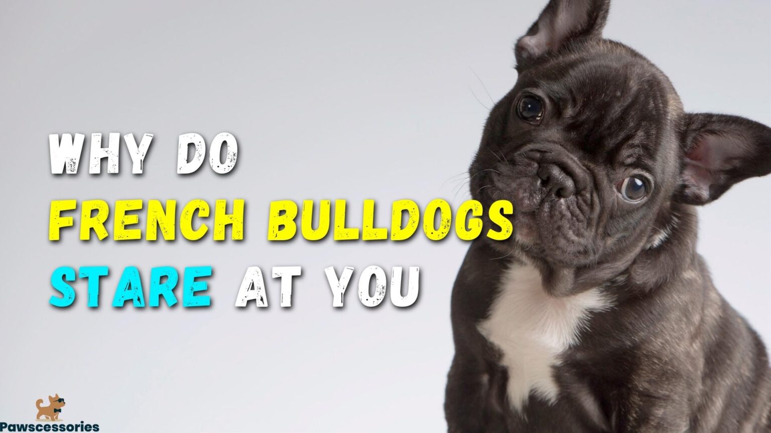 6 Surprising Reasons Why French Bulldogs Stare At You
