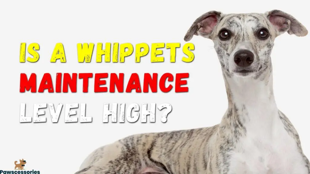 Are Whippets High Maintenance