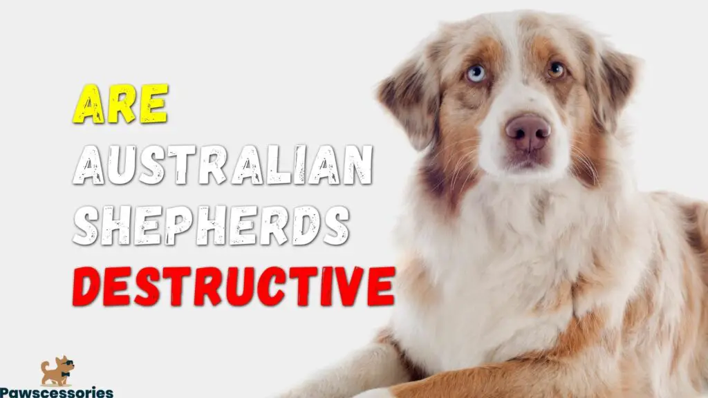 6 Reasons Australian Shepherds Become Destructive + Tips