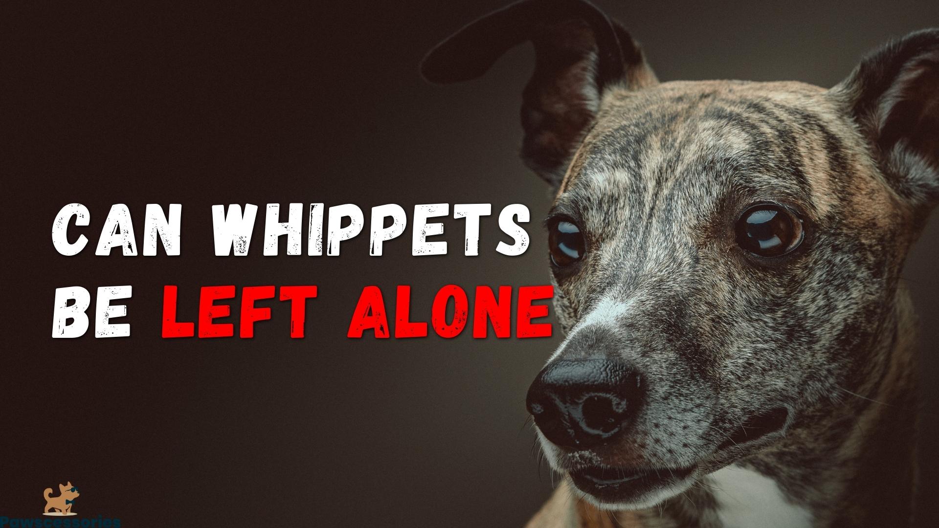 can whippets be left alone