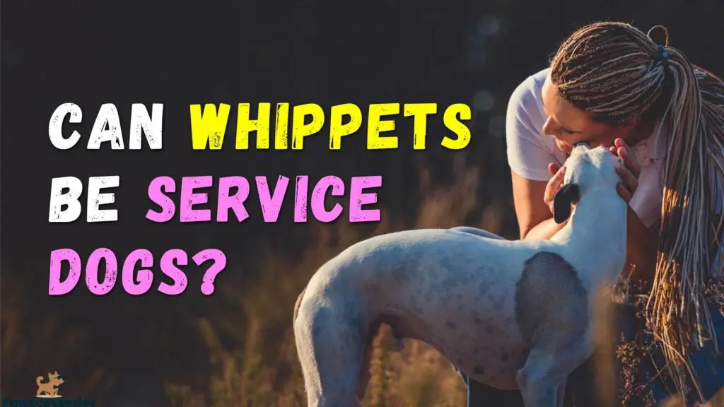 can whippets be service dogs