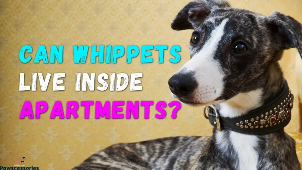 can whippets live in apartments