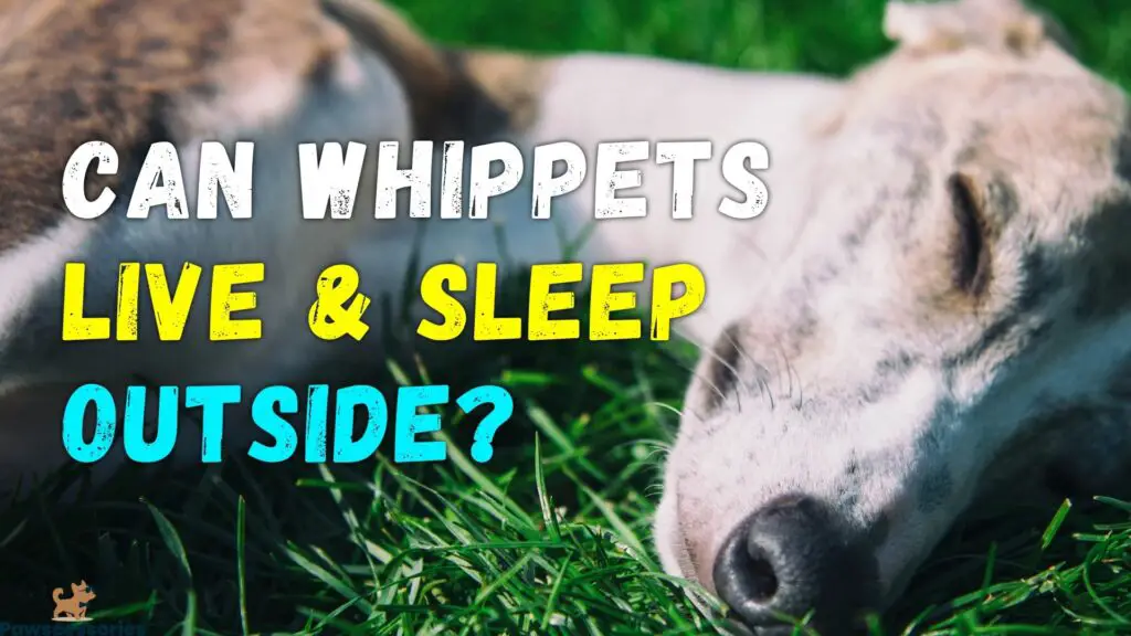 can whippets live outside