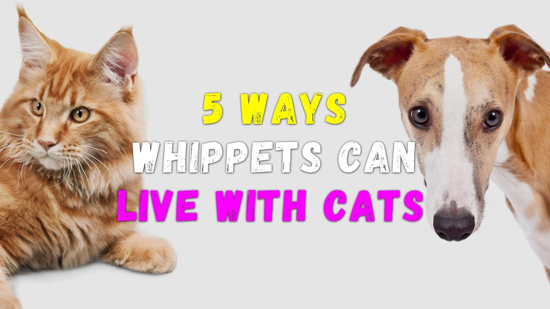 can whippets live with cats