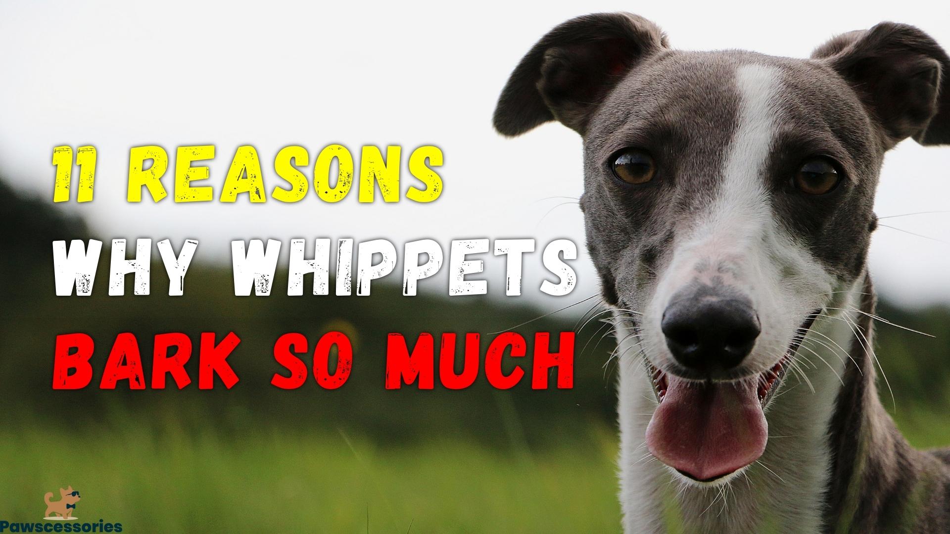 why do whippets bark