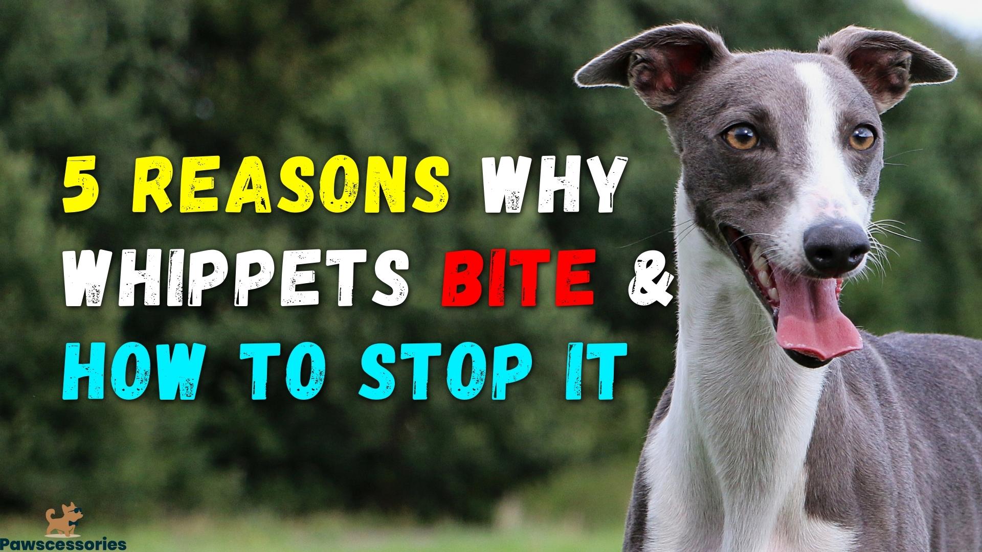 why do whippets bite and how to stop whippet biting
