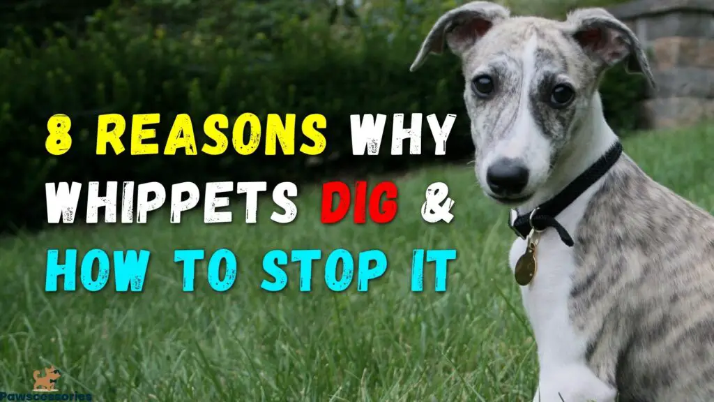 why do whippets dig and how to stop whippet digging