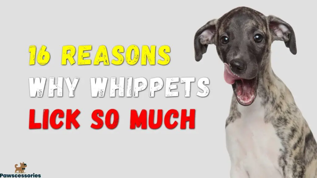 why do whippets lick so much