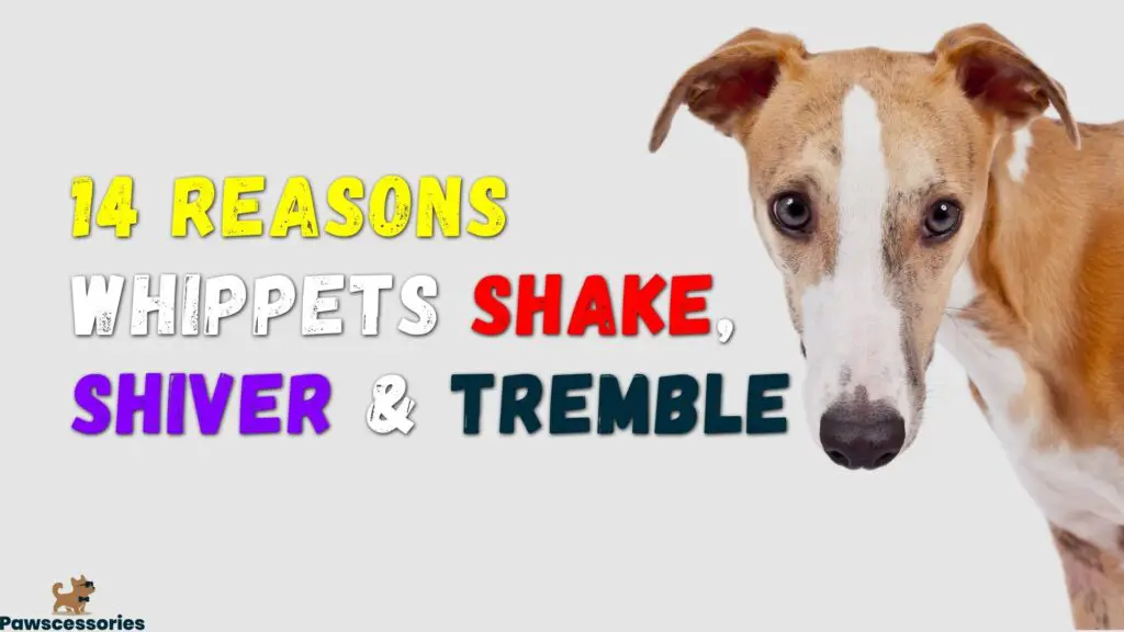 why do whippets shake