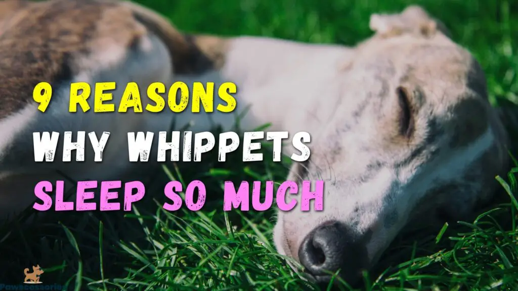 why do whippets sleep so much