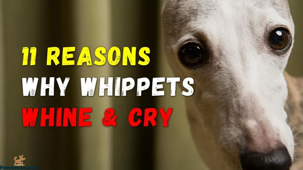 why do whippets whine & cry