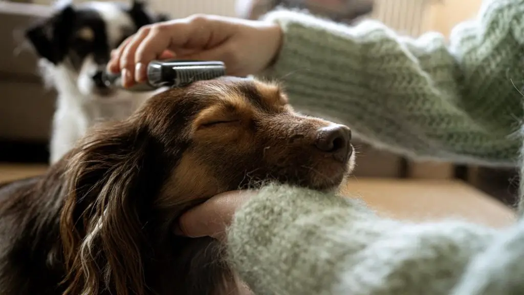 Dachshund being groomed to prevent shedding