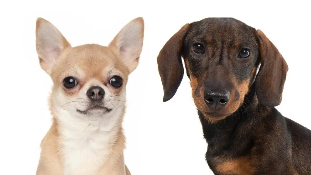 Do Dachshunds Get Along With Chihuahuas