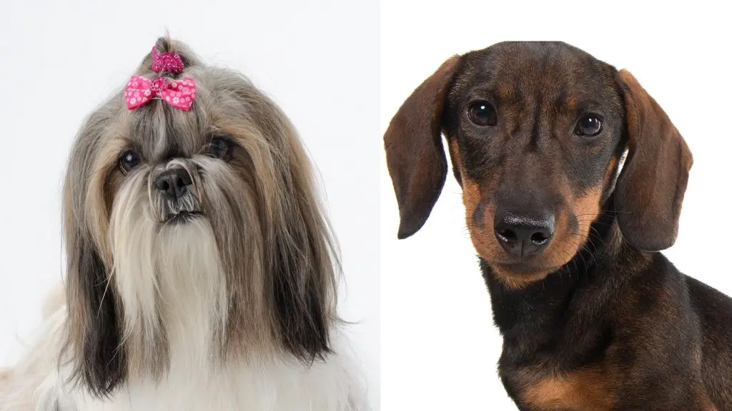 Do Dachshunds Get Along With Shih Tzus