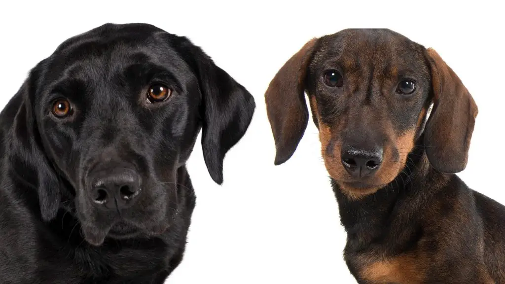 Do Dachshunds Get Along With Labs