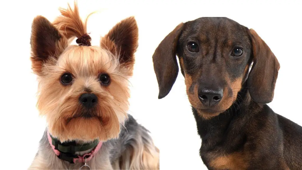 Do Dachshunds Get Along With Yorkies