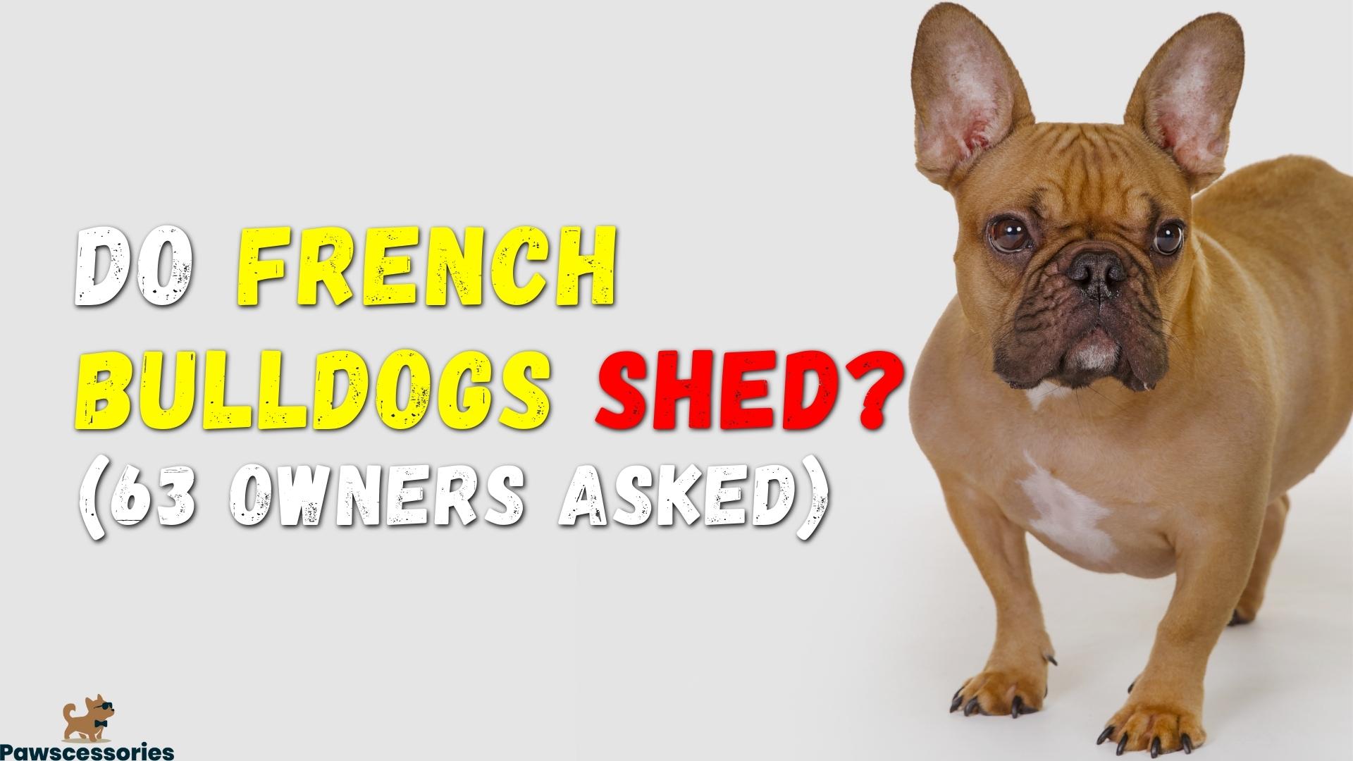 French bulldog shedding