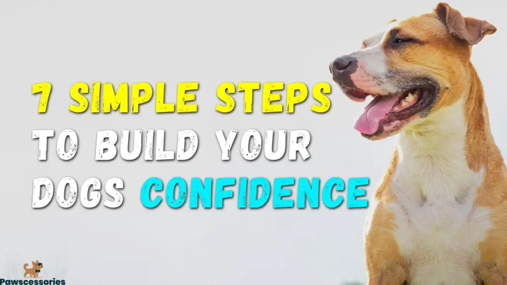 How to build a dogs confidence