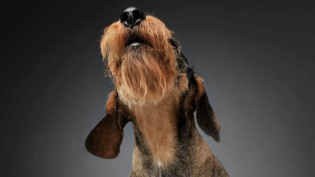 Why Dachshunds Howl 