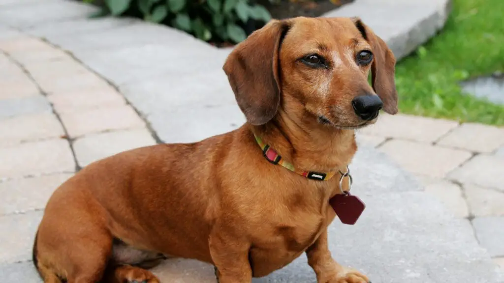 Why Dachshunds Howl