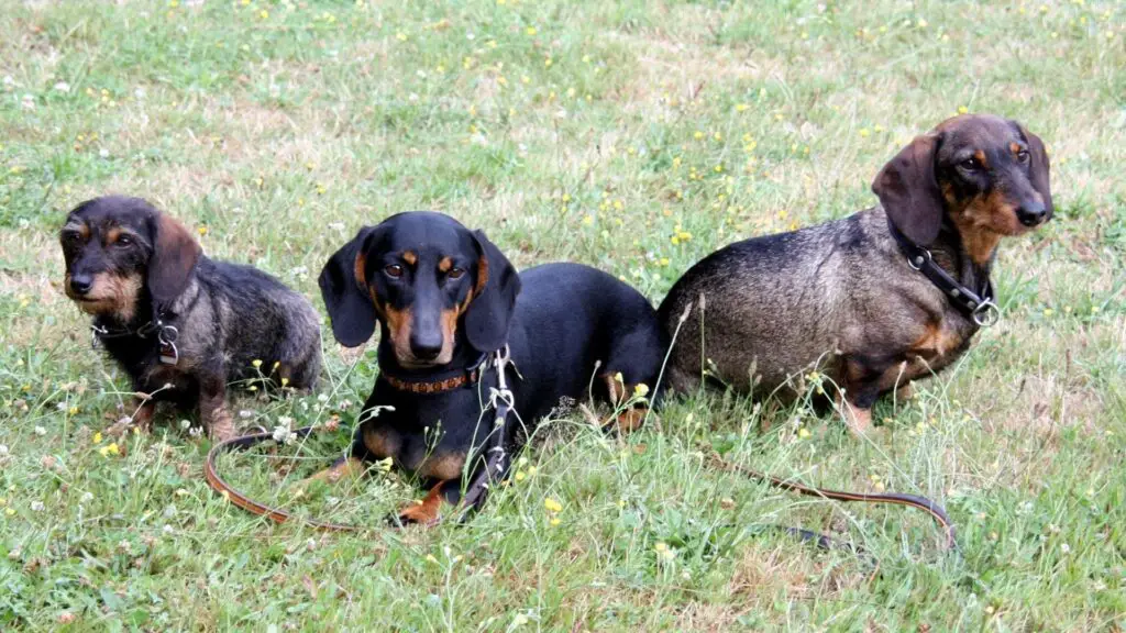 Why Dachshunds Refuse To Walk