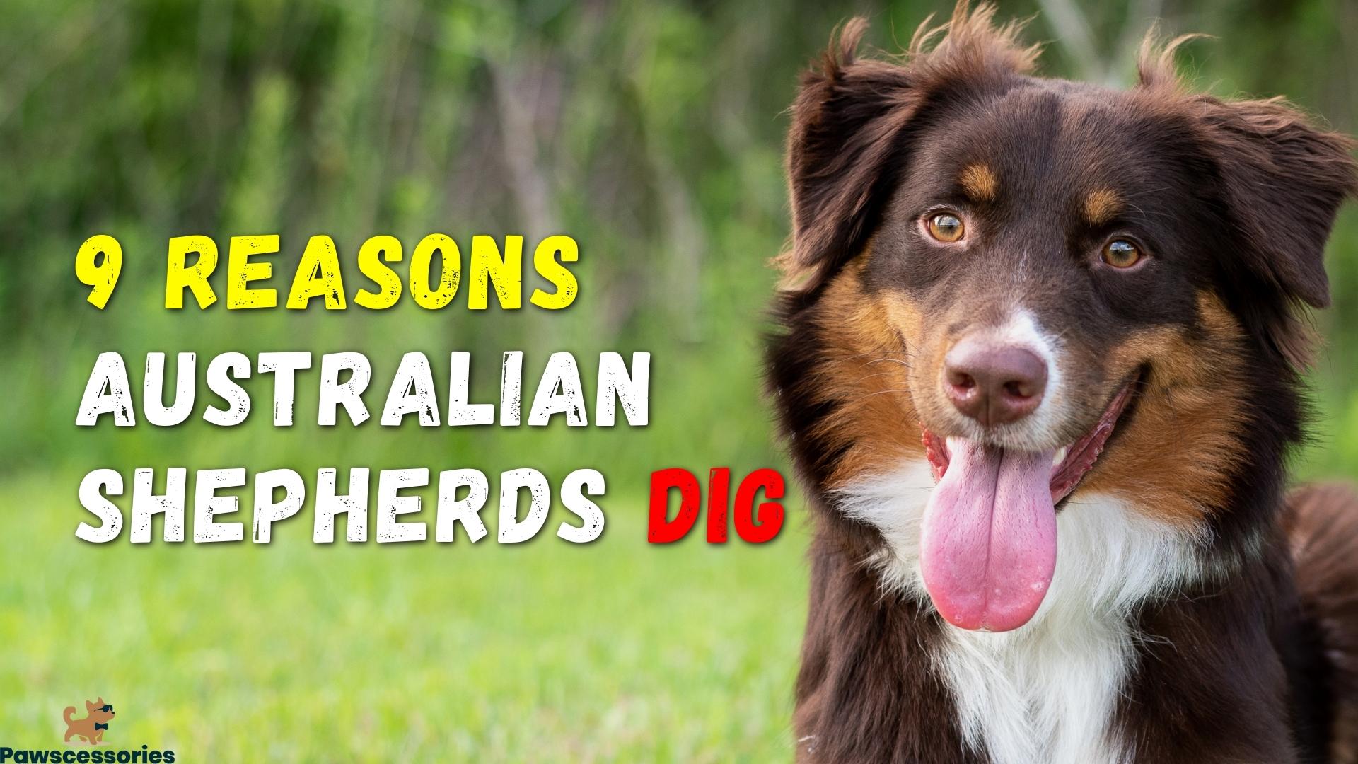 Why do Australian Shepherds Dig