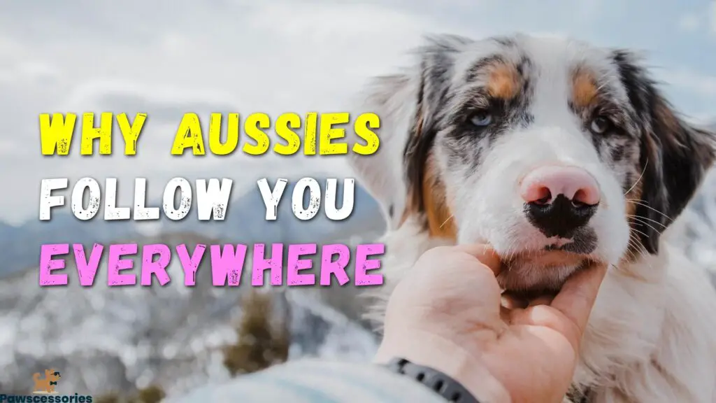 Why do Australian Shepherds follow you everywhere