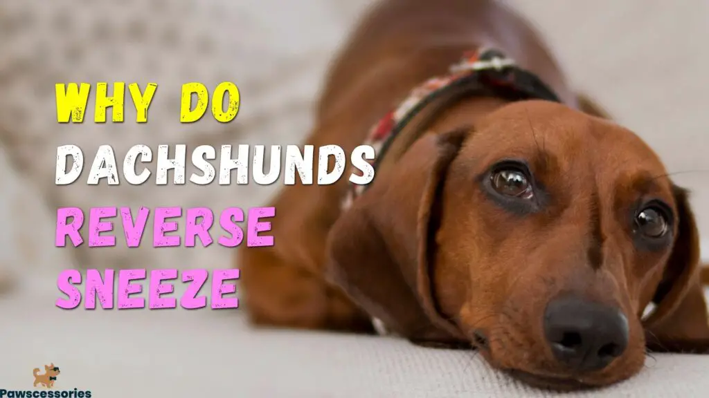 Why do dachshund reverse sneeze
