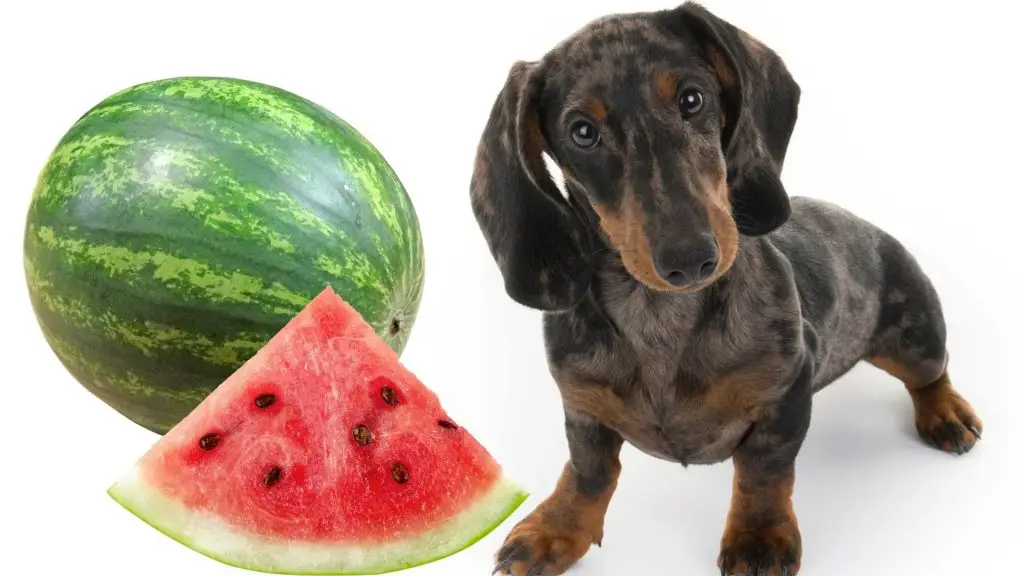 can dachshund eat watermelon