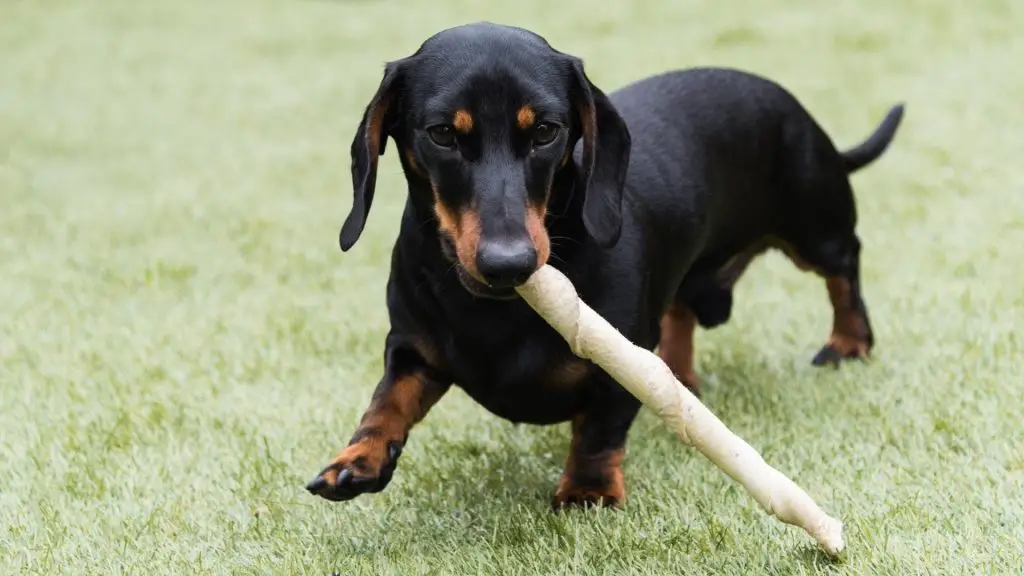 dachshund chewing rawhide bone