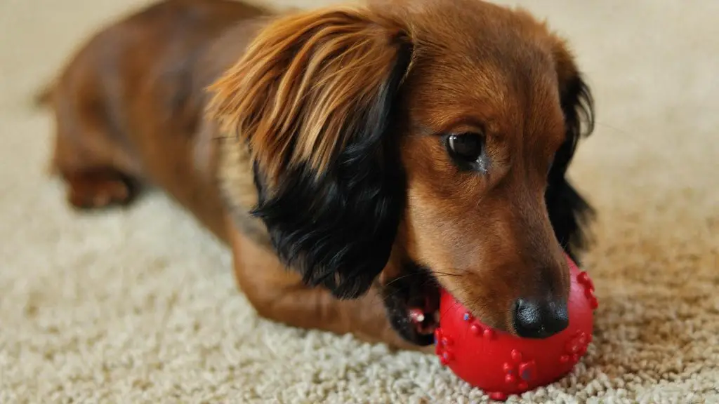 dachshund chewing toy