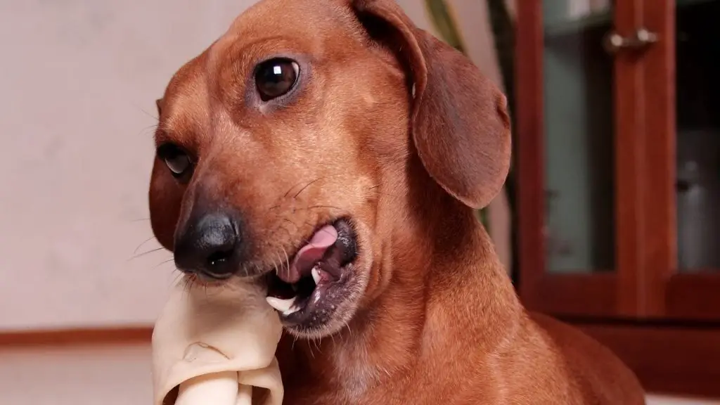 dachshund chewing