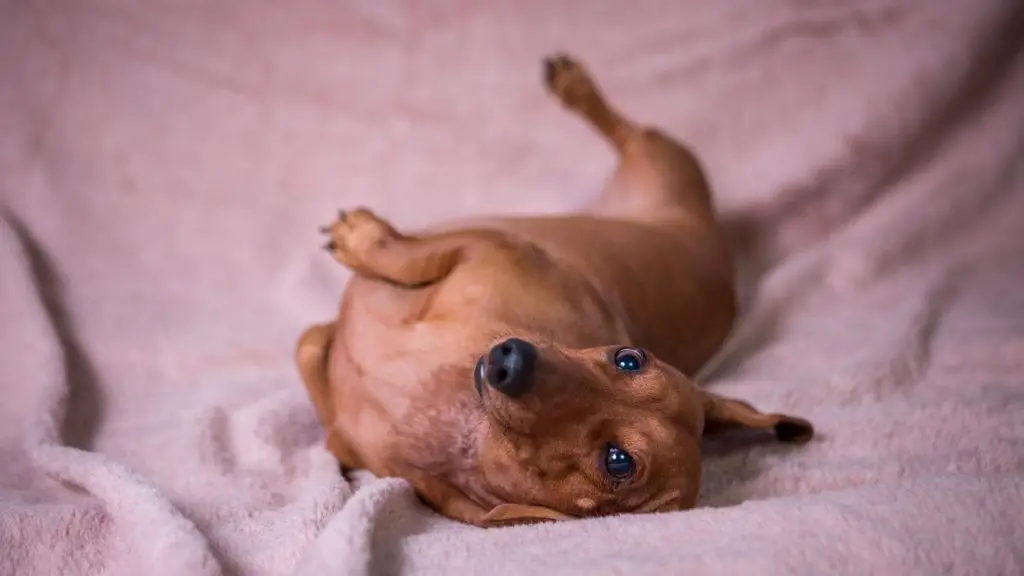 dachshund pregnancy symptoms