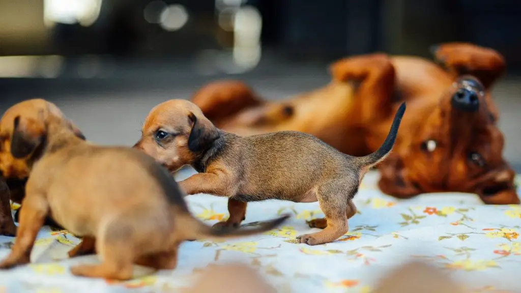 dachshund pregnancy puppies
