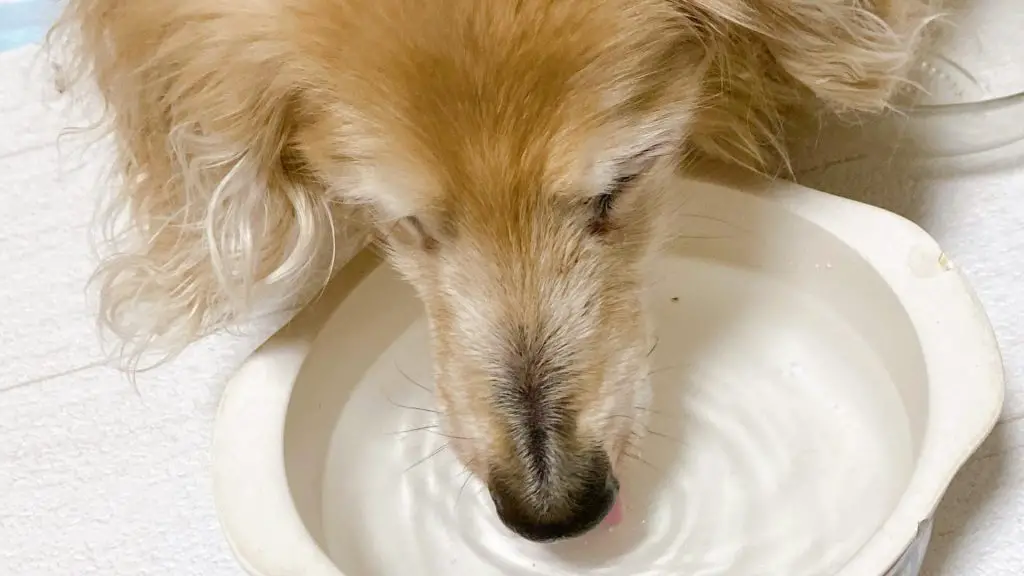 dachshund reverse sneezing