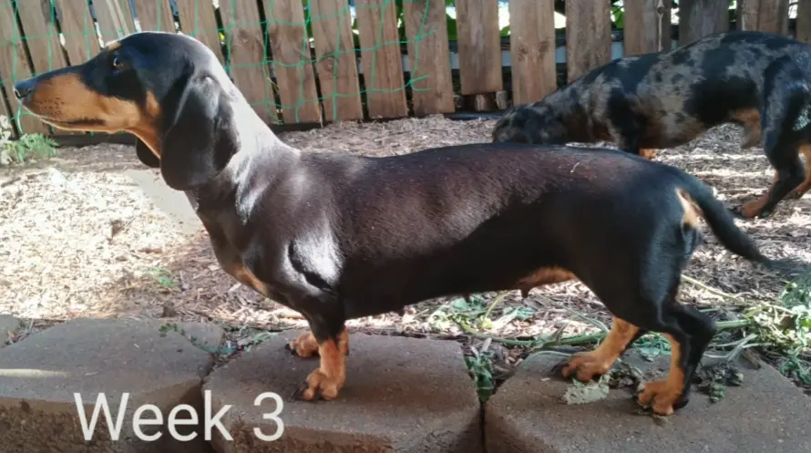 dachshund pregnancy week by week pictures