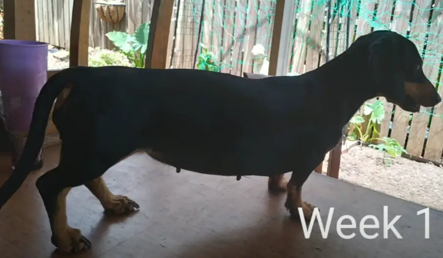 dachshund pregnancy week by week pictures