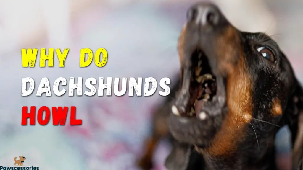 why do dachshunds howl