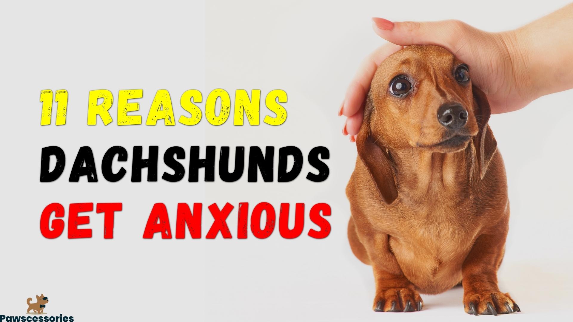 why is my dachshund so anxious