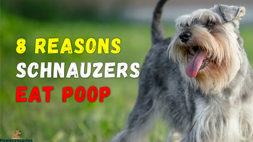 why schnauzers eat poop